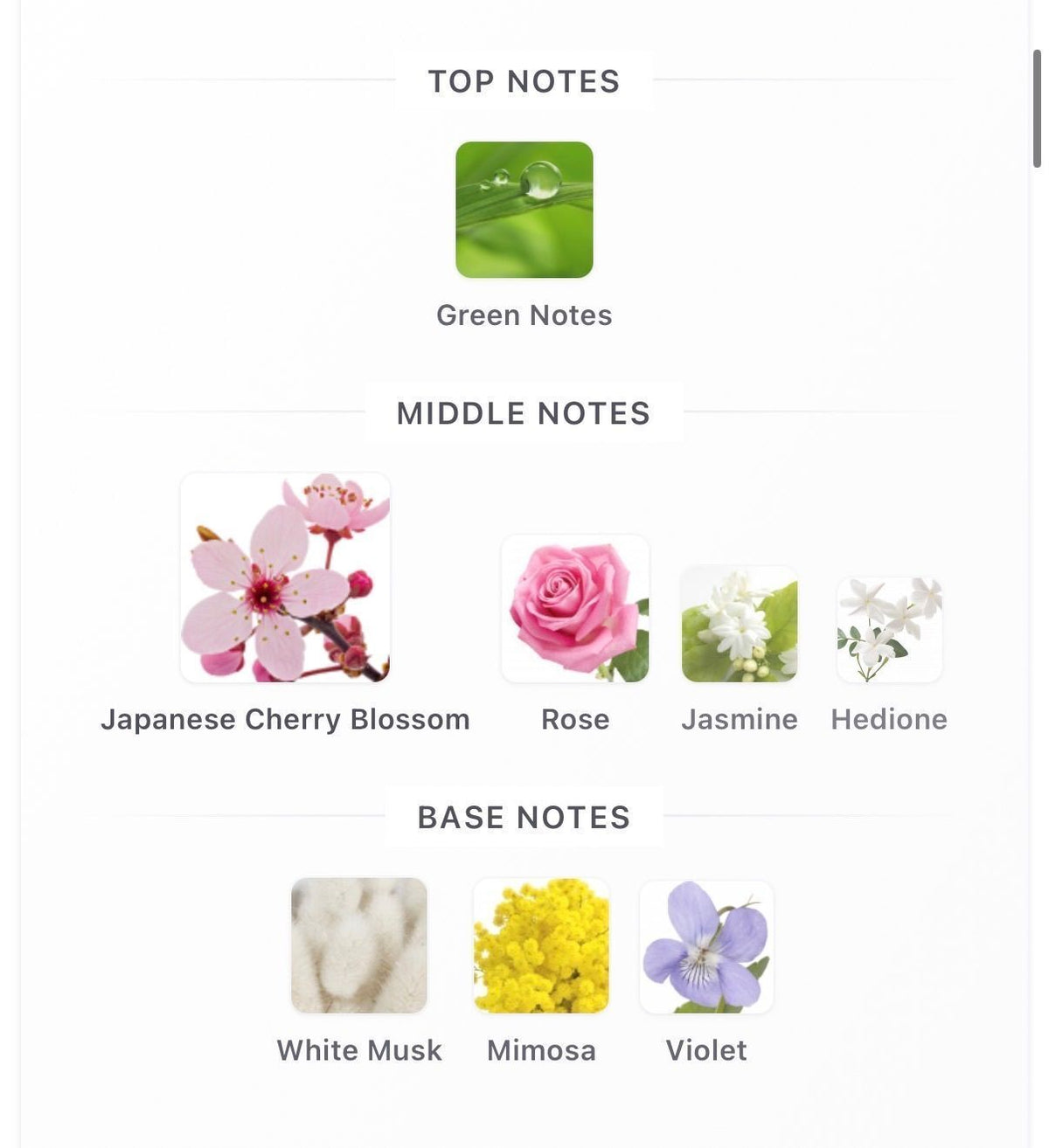 Sakura 10ml