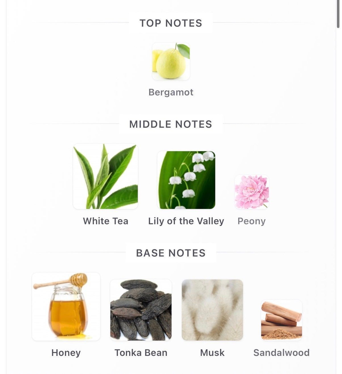 White Tea 10ml